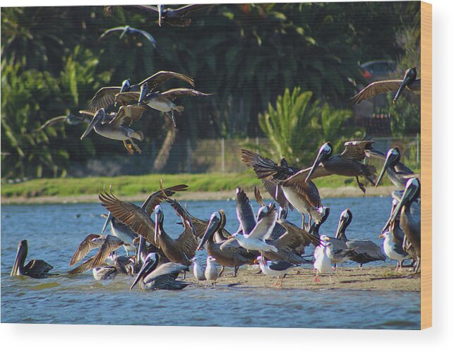 Bird Wood Print featuring the photograph Pelicans In Flight Over the Lagoon by Marcus Jones