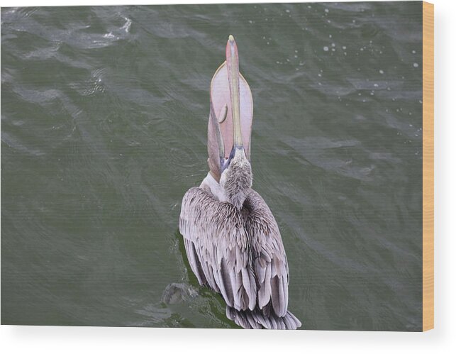 Pelicans Wood Print featuring the photograph Pelican's Large Throat Pouch by Mingming Jiang