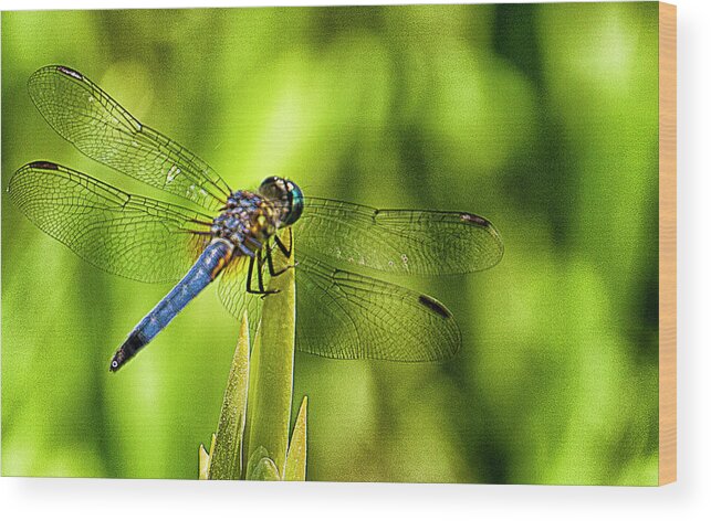 Dragonfly Wood Print featuring the photograph Pensive Dragon by Bill Barber