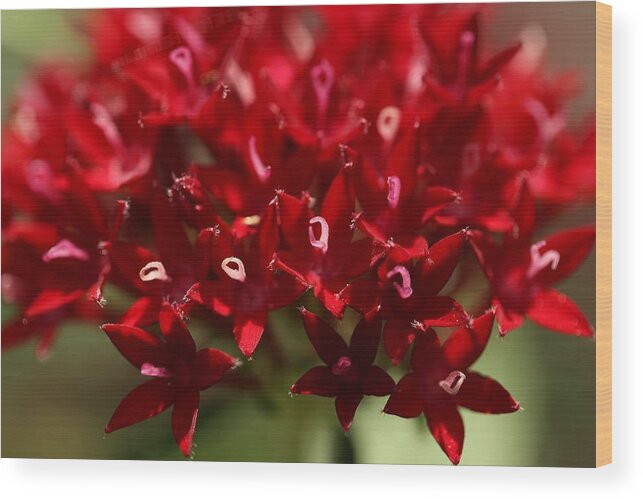 Penta Flower Wood Print featuring the photograph Red Penta Flowers by Mingming Jiang