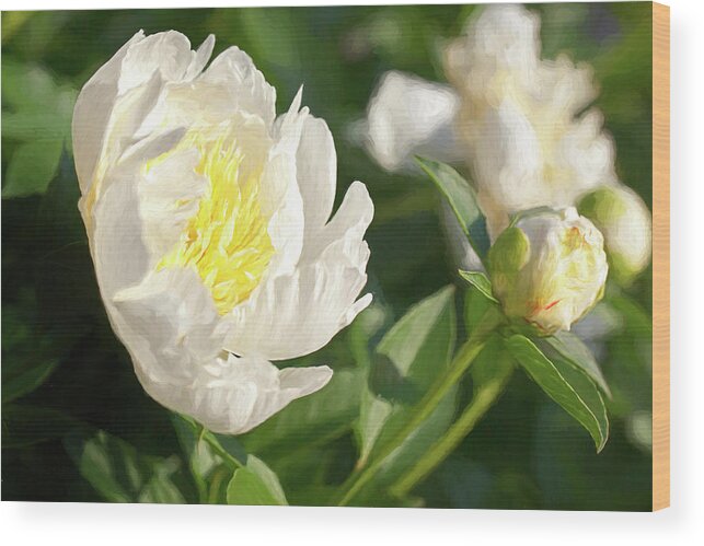 Flower Wood Print featuring the photograph Peonies in the Garden by Karen Varnas