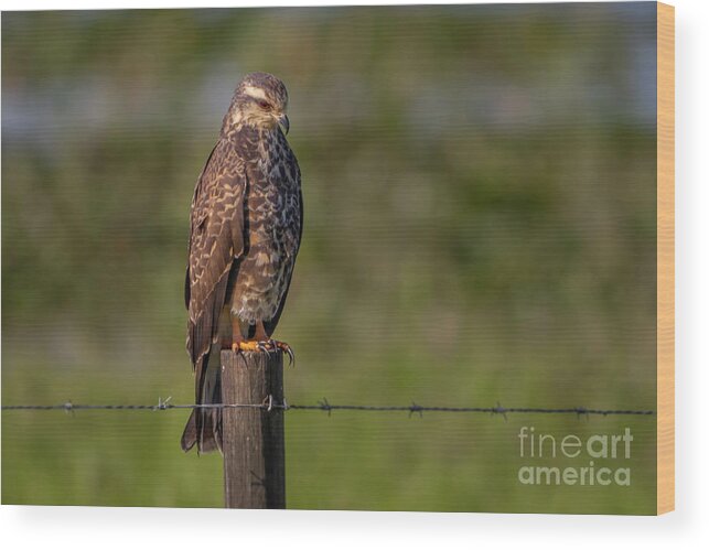 Kite Wood Print featuring the photograph Perched Snail Kite by Tom Claud