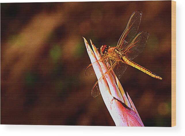 Dragonfly Wood Print featuring the photograph Perching Dragon by Bill Barber