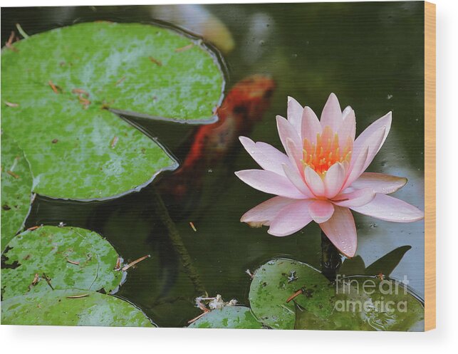Water Wood Print featuring the photograph Perfect Beauty and Koi Companion by Diana Mary Sharpton