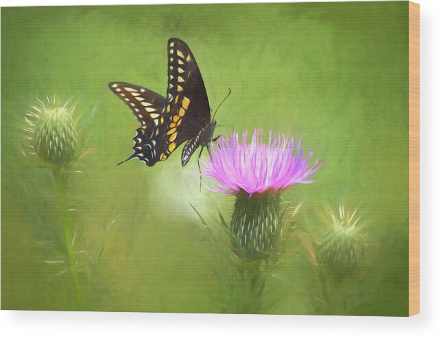 Butterfly Wood Print featuring the photograph Perfect Perch by Ginger Stein