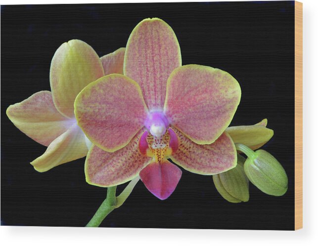 Orchids Wood Print featuring the photograph Phalaenopsis Miniature Orchids by Terence Davis