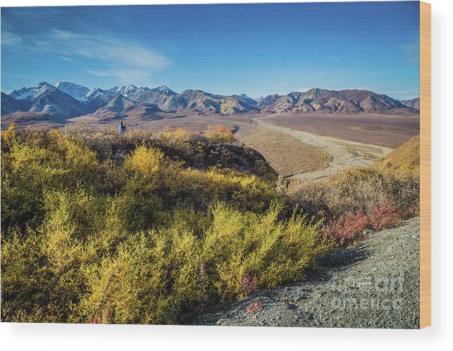 Polychrome Overlook Wood Print featuring the photograph Photographer at Polychrome Overlook by Eva Lechner