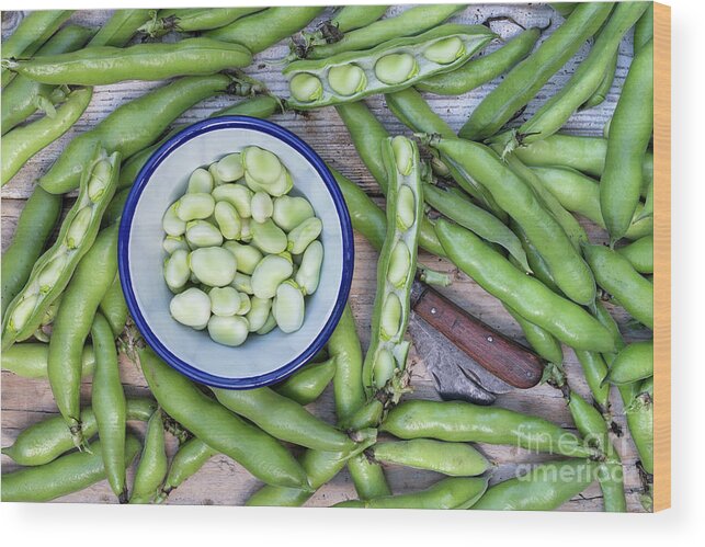 Broad Beans Wood Print featuring the photograph Picked broad beans and bowl by Tim Gainey