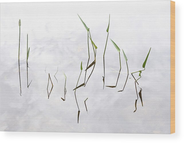 Plants Wood Print featuring the photograph Pickerel Weeds At Jordan Pond by John Manno