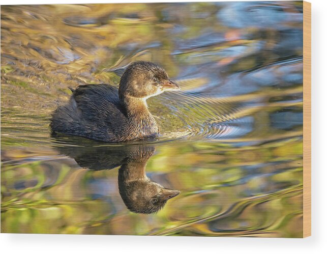  Wood Print featuring the photograph Pied-Billed Grebe in Autumn Light by Carla Brennan
