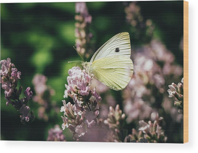 Creature Wood Print featuring the photograph Pieris rapae sits on pink flower by Vaclav Sonnek