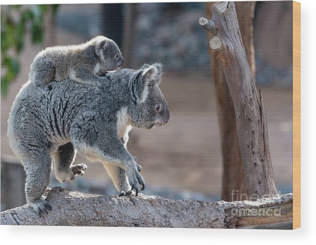 San Diego Zoo Wood Print featuring the photograph Piggy Back Rides by David Levin