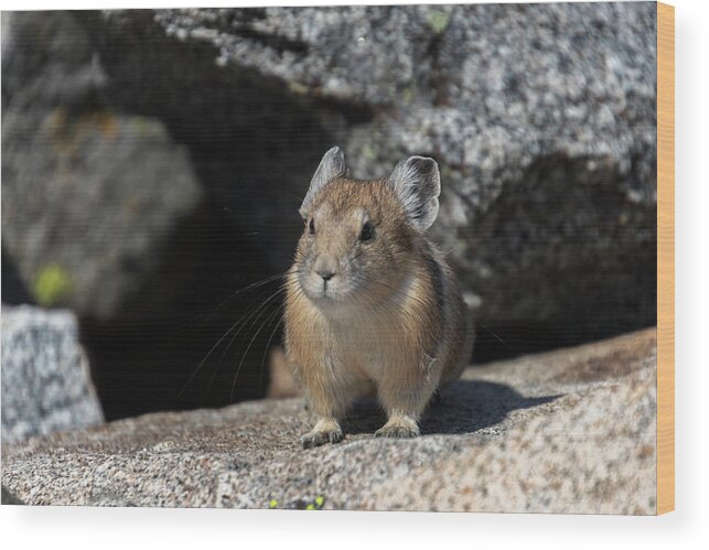  Wood Print featuring the photograph Pika by Laura Terriere