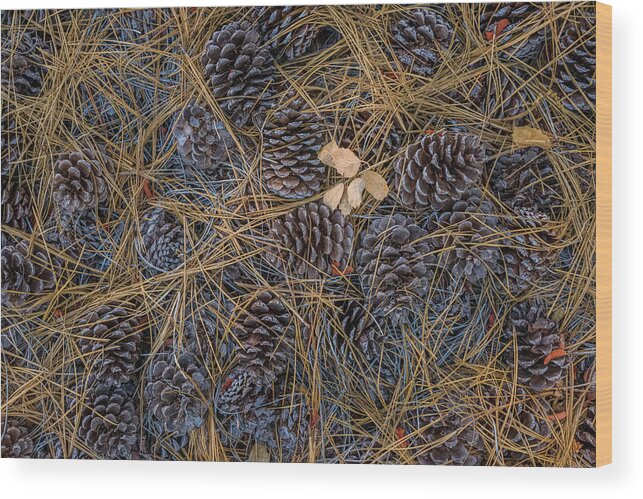 Nature Wood Print featuring the photograph Pine Cones, Needles and Oak Leaves by Alexander Kunz