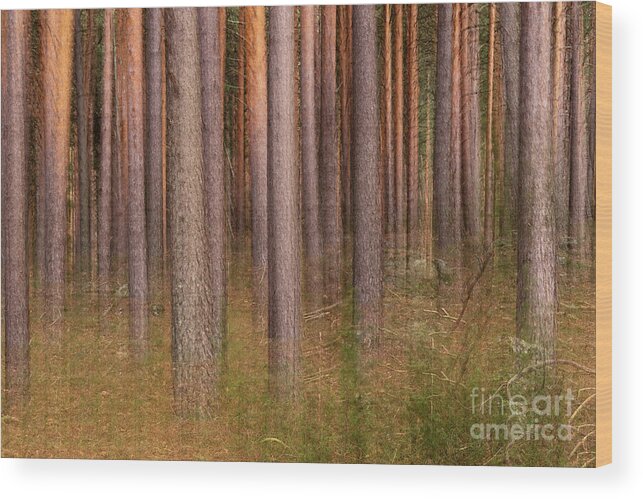 Forest Wood Print featuring the photograph Pine forest ghost by Hernan Bua