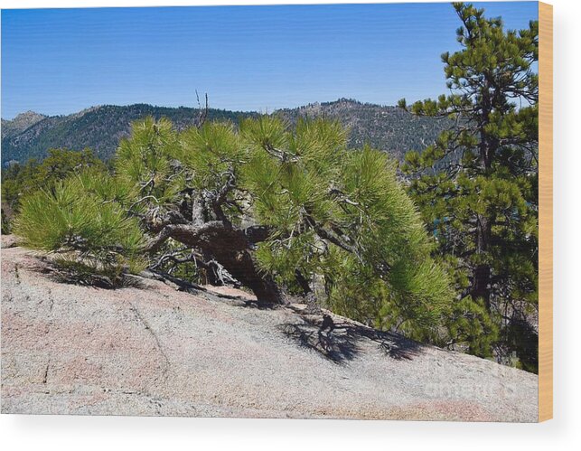 Pine Tree Wood Print featuring the photograph Pine in Rock by Melissa OGara
