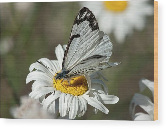 Betty Depee Wood Print featuring the photograph Pine White and Daisy by Betty Depee