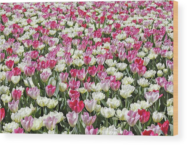 Tulips Wood Print featuring the photograph Pink and White Tulips by Maria Meester