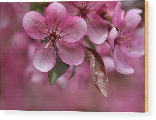 Flower Wood Print featuring the photograph Pink Anyone? by Scott Burd