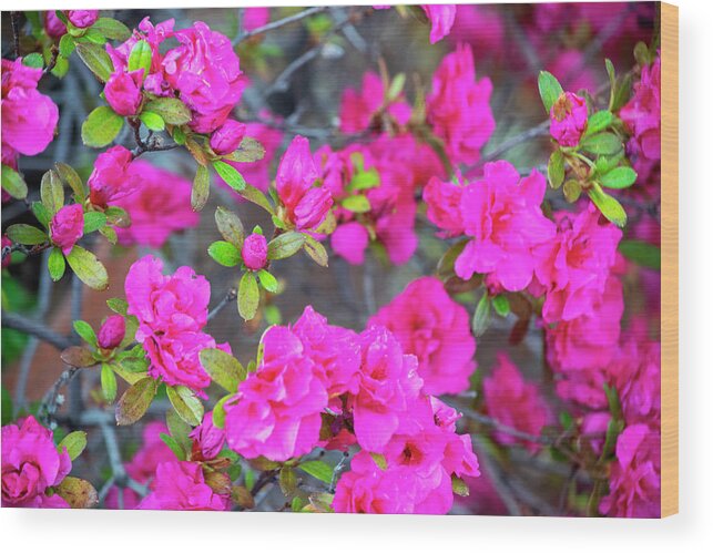 Pink Azaleas Spring Bloom Wood Print featuring the photograph Pink Azaleas Spring Bloom by Frank Wilson