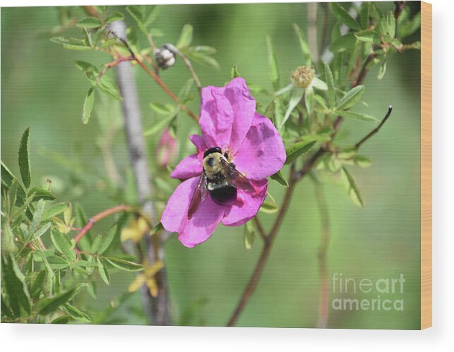 Bee Wood Print featuring the photograph Pink Beach Rose with a Bee Pollinating It by DejaVu Designs