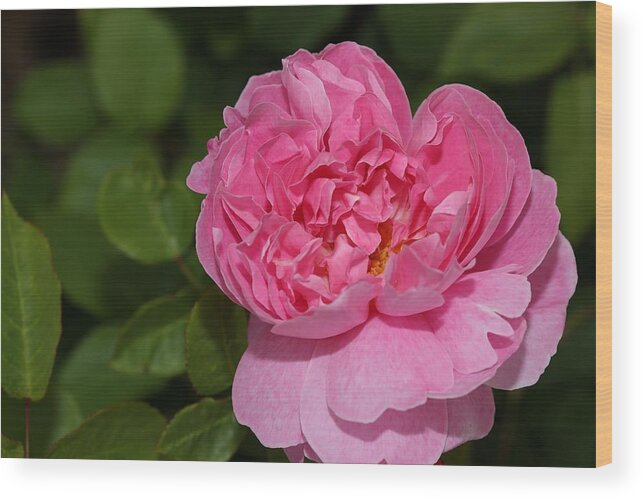 Rose Wood Print featuring the photograph Pink Beauty II by Mingming Jiang