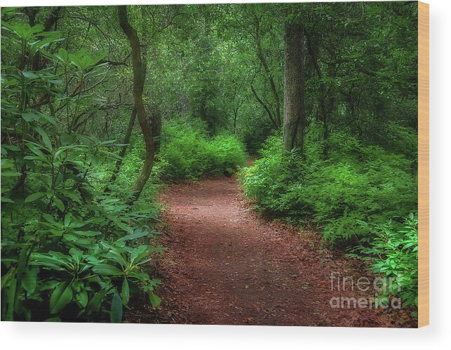 Trail Wood Print featuring the photograph Pink Beds Trail II by Shelia Hunt