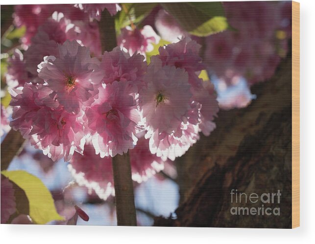 Pink Flowers Wood Print featuring the photograph Pink blossoms of ornamental cherry and sunlight 5 by Adriana Mueller