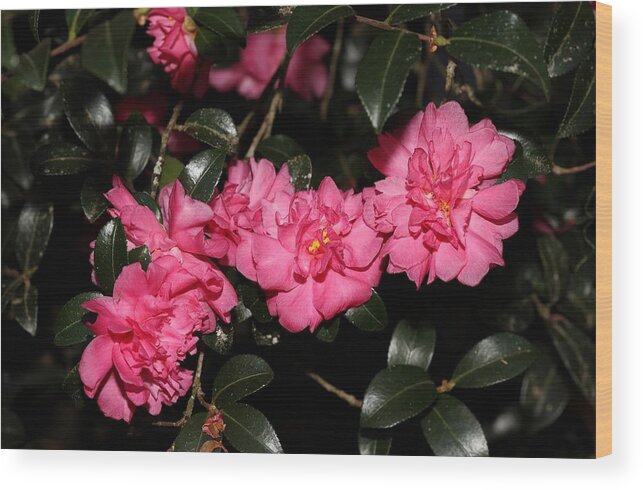 Camellia Wood Print featuring the photograph Camellia VI by Mingming Jiang