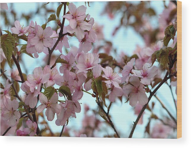 Cherry Blossom Wood Print featuring the photograph Pink Cherry Blossoms by Mary Anne Delgado