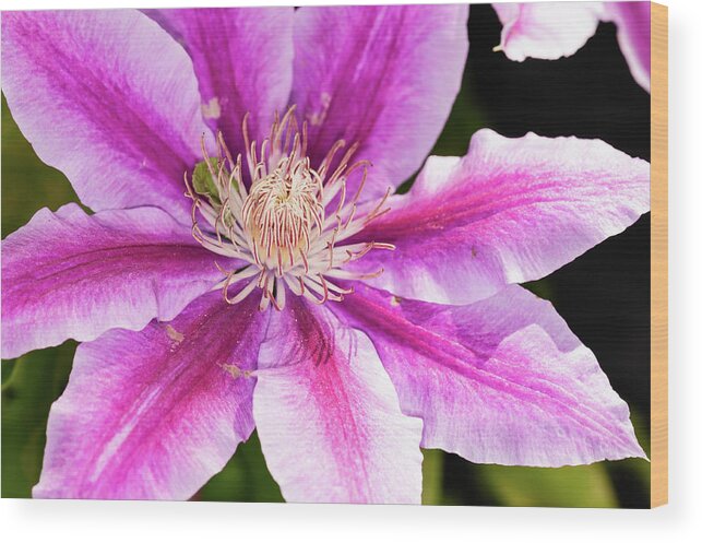 Clematis Wood Print featuring the photograph Pink Clematis Flower Photograph by Louis Dallara