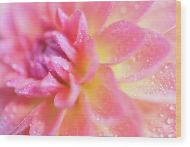 Pink Dahlia Wood Print featuring the photograph Pink Dahlia by Leanna Kotter