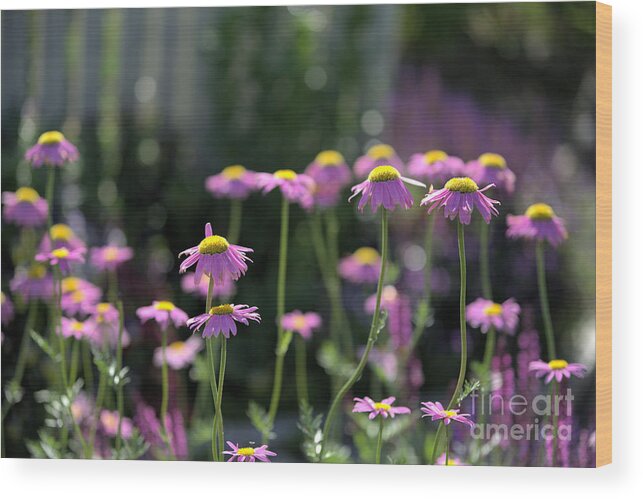 Daisy Wood Print featuring the photograph Pink Daisy Patch by Kae Cheatham