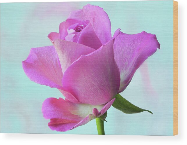 Pink Rose Wood Print featuring the photograph Pink Delight by Terence Davis