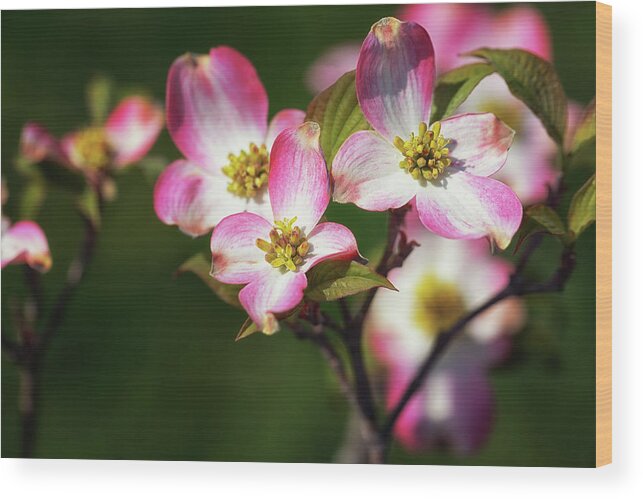 Pink Dogwood Wood Print featuring the photograph Pink Dogwood Blossoms by Susan Rissi Tregoning