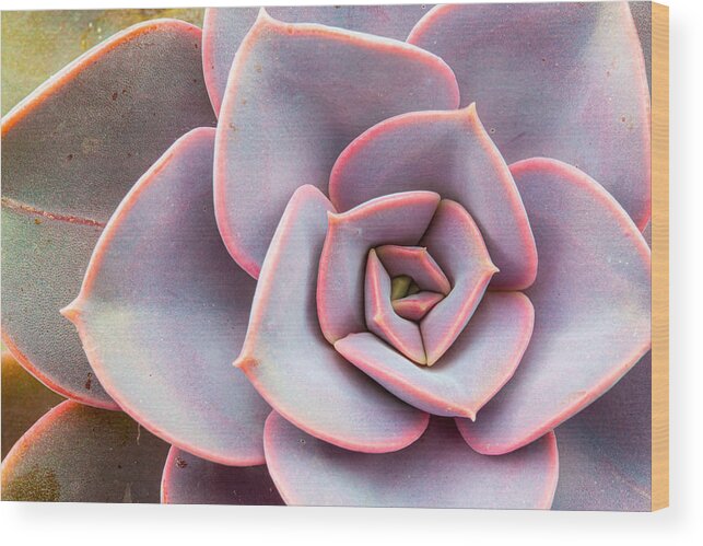 Purple Wood Print featuring the photograph Pink echeveria succulent houseplant by Photo by Katkami