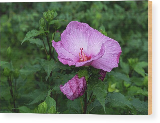 Hibiscus Rosa-sinensis Wood Print featuring the photograph Pink Hibiscus 4-2021 by Thomas Young