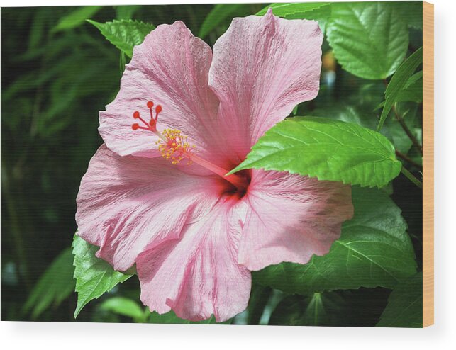 Florida Wood Print featuring the photograph Pink Hibiscus by Robert Carter