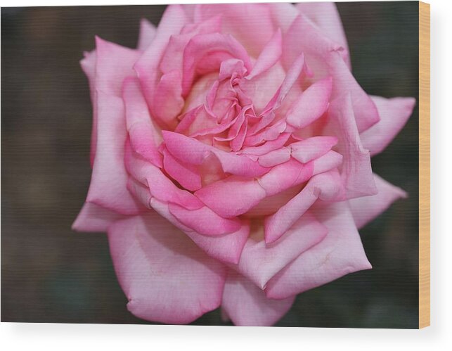Rose Wood Print featuring the photograph Pink Layers by Mingming Jiang