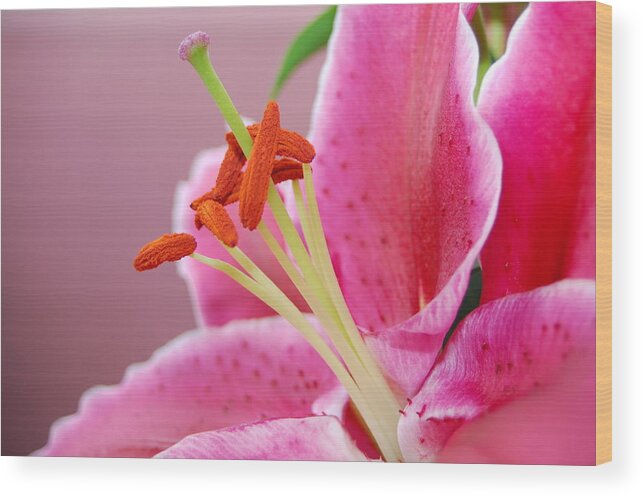 Lily Wood Print featuring the photograph Pink Lily 4 by Amy Fose