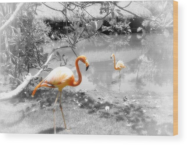 Bird Wood Print featuring the photograph Pink Orange Flamingo Photo 212 by Lucie Dumas