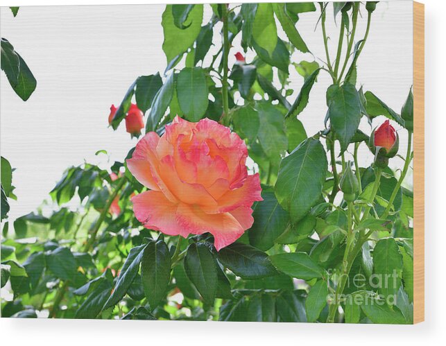 Rose Wood Print featuring the photograph Pink Rose in the Stem by Amazing Action Photo Video