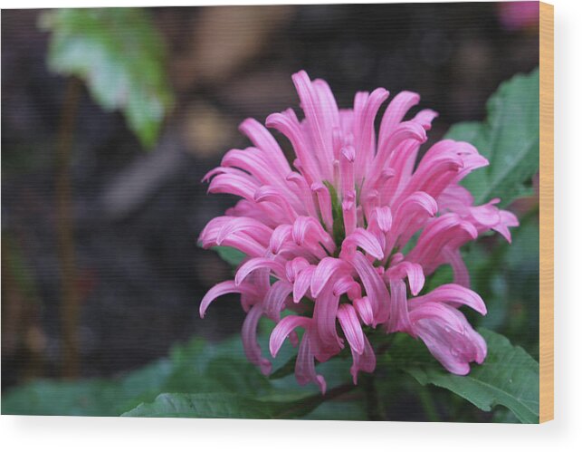 Flower Wood Print featuring the photograph Pink Tropical Treasure by Mary Anne Delgado