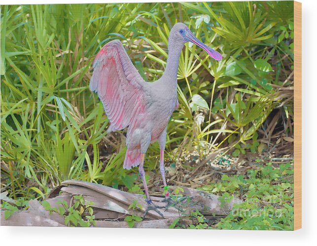 Spoonbills Wood Print featuring the photograph Pinky by Judy Kay