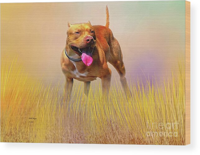 Dogs Wood Print featuring the mixed media Pity - A Pitbull Dog by DB Hayes