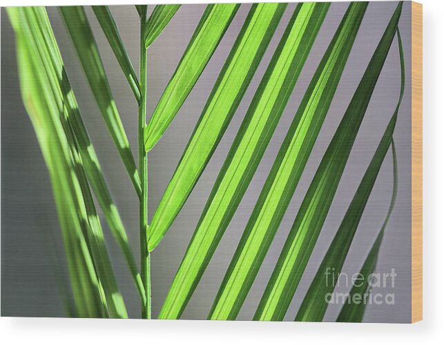 Macro Wood Print featuring the photograph Plant on the Sill by Karen Adams