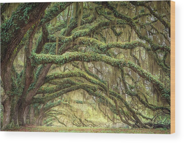 Live Oaks Wood Print featuring the photograph Plantation by Magda Bognar