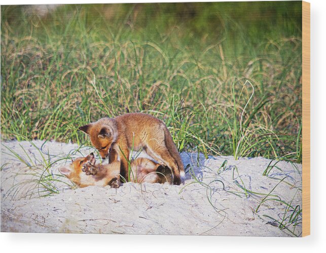 Red Fox Wood Print featuring the photograph Playful Red Foxes on the Outer Banks by Bob Decker