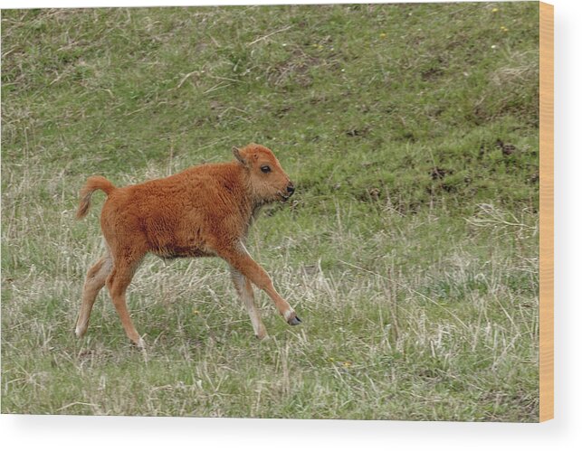 Bison Wood Print featuring the photograph Playful by Ronnie And Frances Howard