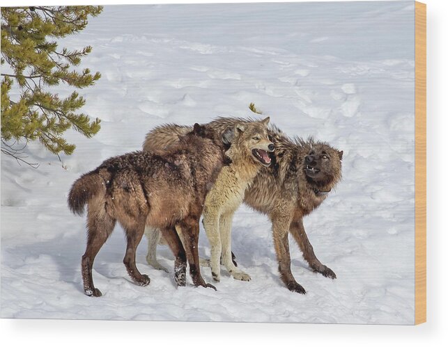 Wolf Wood Print featuring the photograph Playful Wapiti Wolves by Mark Miller